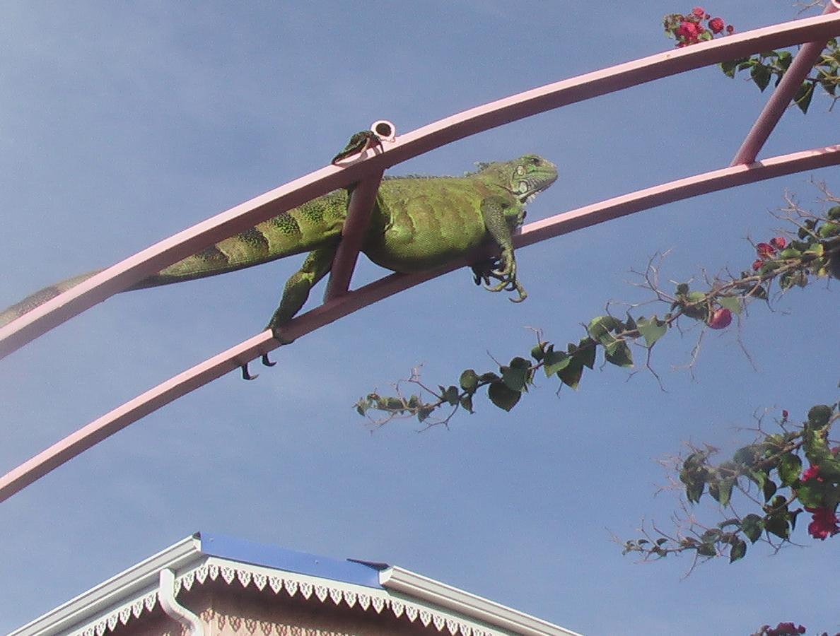 Hébergement de vacances Bel Z 'iguane *